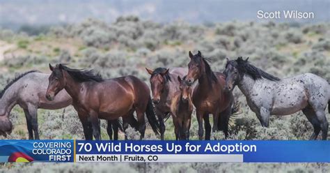 70 wild horses up for adoption - CBS Colorado