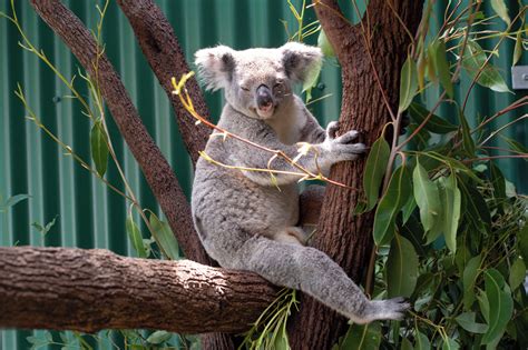 Top Researcher: Koala Chlamydia Vaccine Study Exceeds Expectations ...