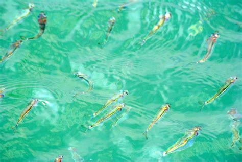 Adventures With The Naked Hermit Crabs Chek Jawa Boardwalk During High Tide