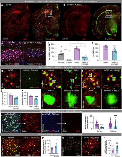 Microglia Facilitate Plaque Formation And Compaction A B