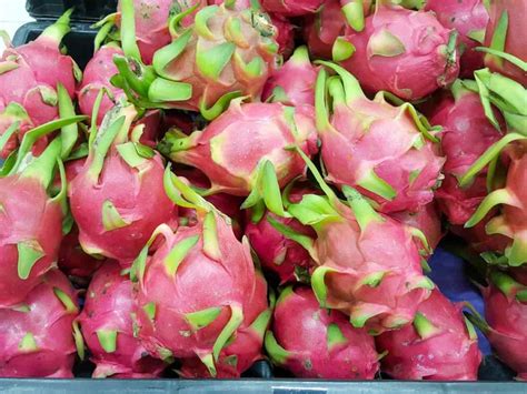 How To Start Dragon Fruit Farming Pitaya In Thailand A Step By Step