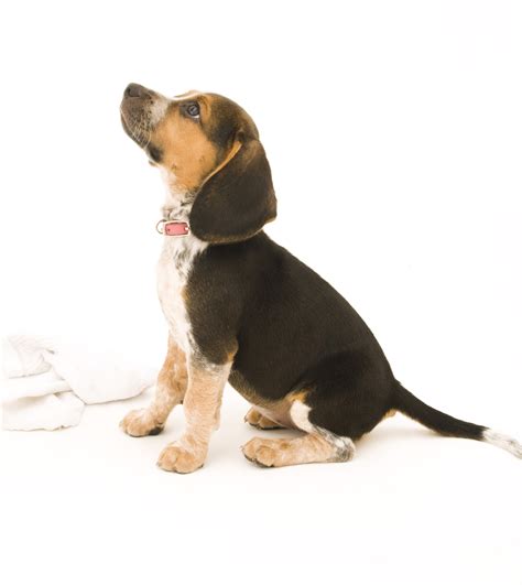 Beagle - Dog-Breeds.net