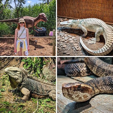 Exploring Clyde Peelings Reptiland In Union County