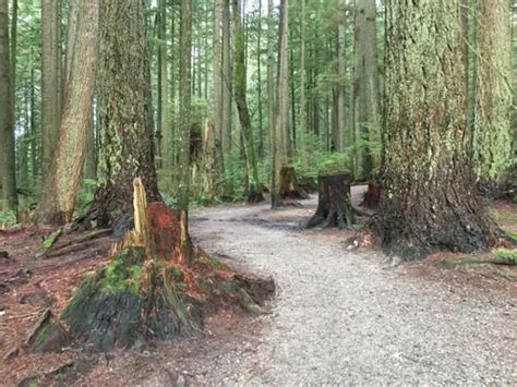 Os 10 Melhores Trilhos E Caminhadas Em Lower Seymour Conservation