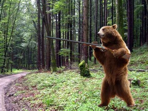 Brown bear on the loose after ‘stealing’ two hunting rifles in Siberian ...