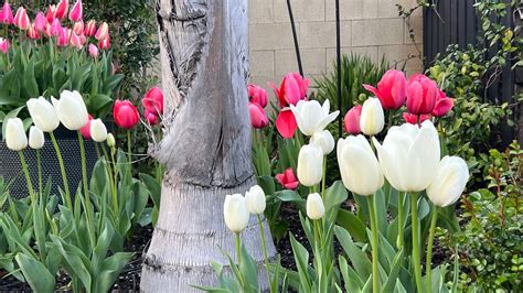 March Garden Tour Spring Garden Beautiful Tulips And Daffodils