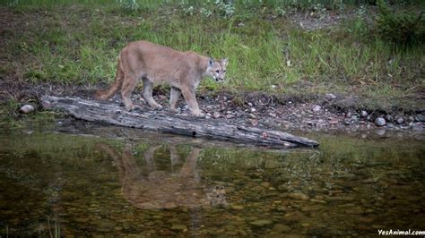 Mountain Lion In Texas: Do Cougars Live In Texas?