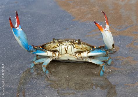 Cracking the Shell: Your Ultimate Guide to Texas Blue Crabs - Texas ...