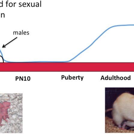 Sexual Differentiation Of Brain And Behavior Sex Differences In The