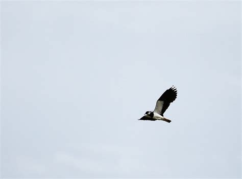 Lapwing Bird Flying Free Photo On Pixabay Pixabay