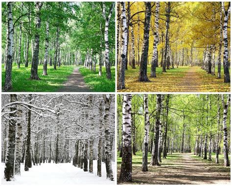 Four seasons of row birch trees — Stock Photo © LeniKovaleva #92577742