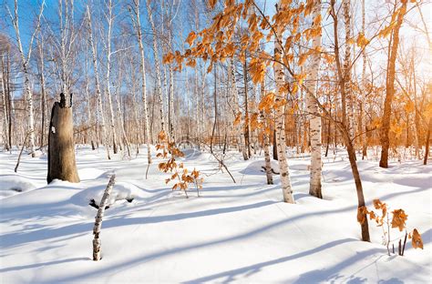 冬日暖阳雪地上的白桦林红叶高清图片下载 正版图片500534807 摄图网