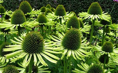 Buy Echinacea 'Green Jewel' Green Coneflower - 1 Gallon - Echinacea ...