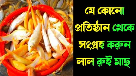 যেকোনো প্রতিষ্ঠান থেকে সংগ্রহ করুন লাল রুই মাছ Youtube