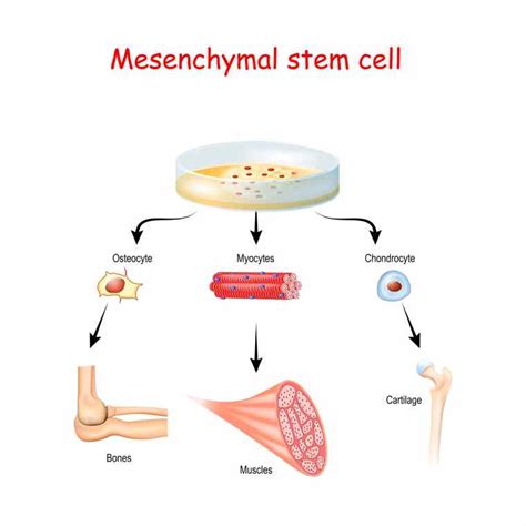 Making Sense of Tissue Regeneration | Columbia Advanced Chiropractic, LLC