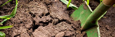 Какие растения любят кислую почву? Повышаем и понижаем кислотность.