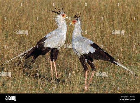 Secretary Birds Sagittarius Serpentarius Masai Mara National Reserve