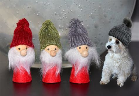 Mature Midget Vixen Stock Photos Free Royalty Free Stock Photos From Dreamstime