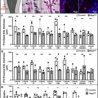 Endothelial Rbpj Deficiency Affected Molecular Layer Thickness