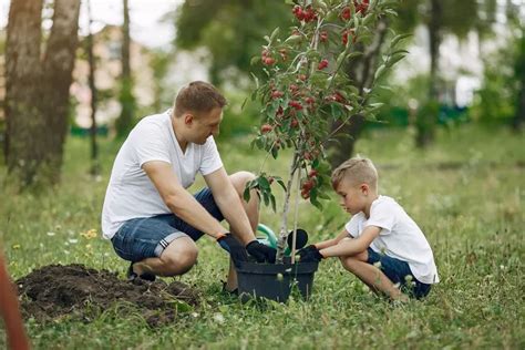 Quel Arbre Fruitier Planter Dans Un Sol Argileux