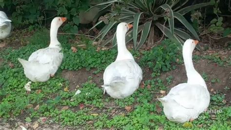 Duck Laying Eggs On Side Walk Youtube