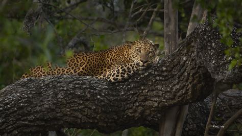 Wildlife of Sri Lanka Photo Safari - Idube Photo Safaris