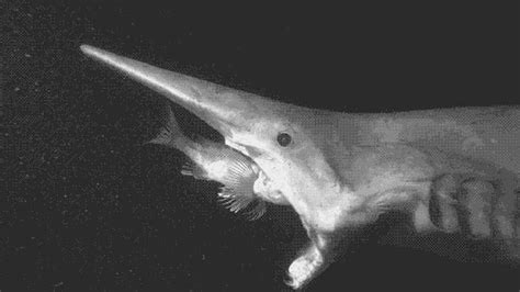 Absurd Creature Of The Week Elusive Goblin Shark Has World S Most