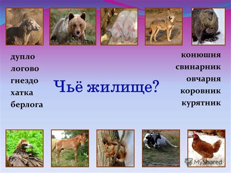 3 класс виды животных окружающий мир: Какие бывают группы животных ...