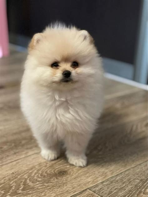 Это Боня мой пёсиль | Animals, Dogs