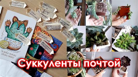 Получила семена суккулентов и кактусов/ показываю свою коллекцию - YouTube