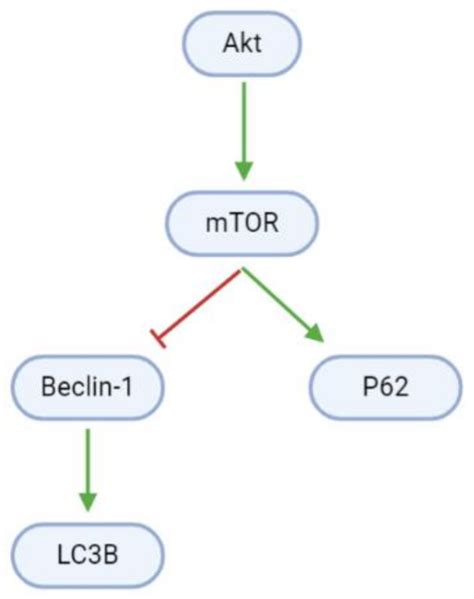 Inhibition Of Regulatory Proteins Allows For Continuous Cyclin Cdk