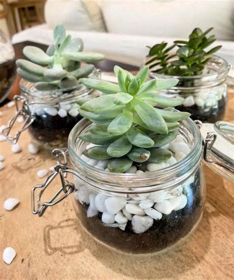 15 Easy DIY Succulent Terrarium Ideas (How to Make)