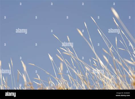 Tallos Herbáceos Fotografías E Imágenes De Alta Resolución Alamy