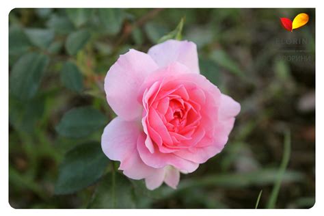 Купить Роза флорибунда Боника 82 Rose floribunda Bonica 82 - в ...