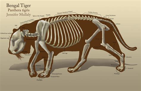 Tiger Skeleton by peanutbutterjenny on DeviantArt