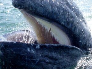 baleen whales toothless filter feeding evolution explained
