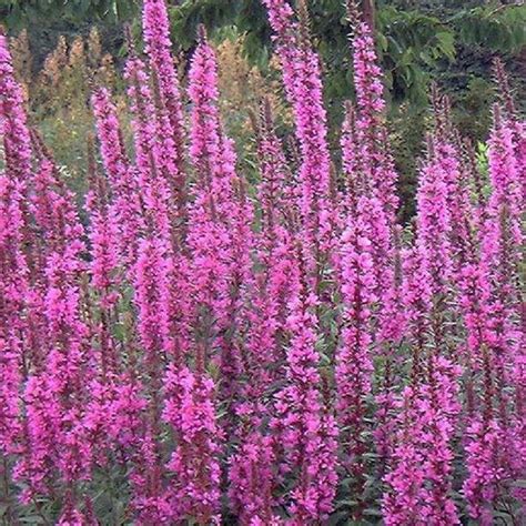 Lythrum Virgatum Dropmore Purple