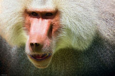 Closeup Of Baboon Face Portrait / Stock Photo - Our Photography Portfolio