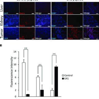 Histological Analysis Of Homing Peptide Binding To Tumor Liver And