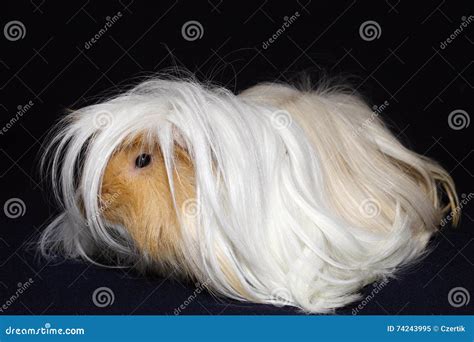 Peruvian Guinea Pig Stock Image | CartoonDealer.com #74243995