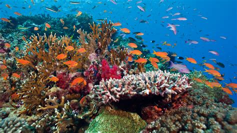 Why Southeast Asia And Australias Coral Reefs Became So Rich In