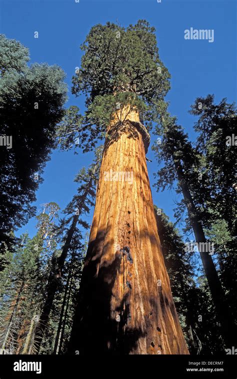 El Mckinley Rbol Sequoia Gigante Sequoiadendron Giganteum En El