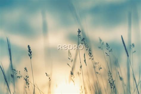 Fototapete Feld bei Sommersonnenuntergang nach Maß myredro de