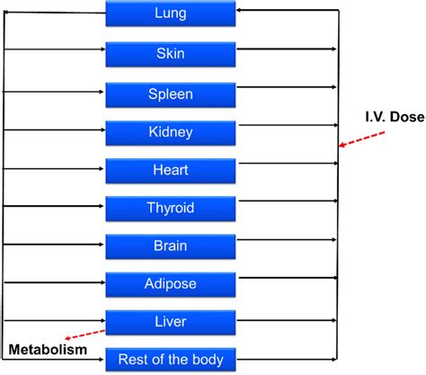 Whole Body Pbpk Model Structure With Drug Input By The Iv Route