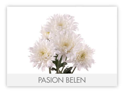 Pompon Novelty – The Queen's Flowers