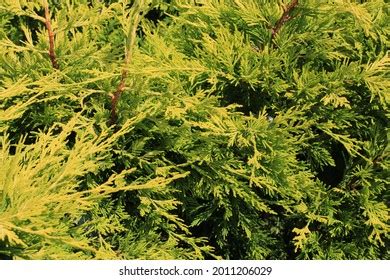 549 Pencil Cedar Tree Images, Stock Photos & Vectors | Shutterstock