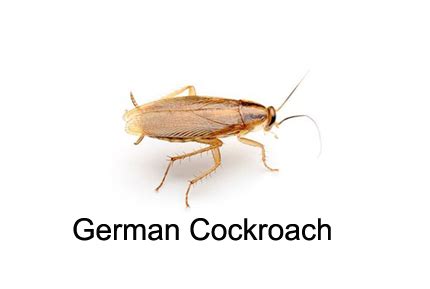 ECHO PEST CONTROL SERVICE | Cockroaches Control