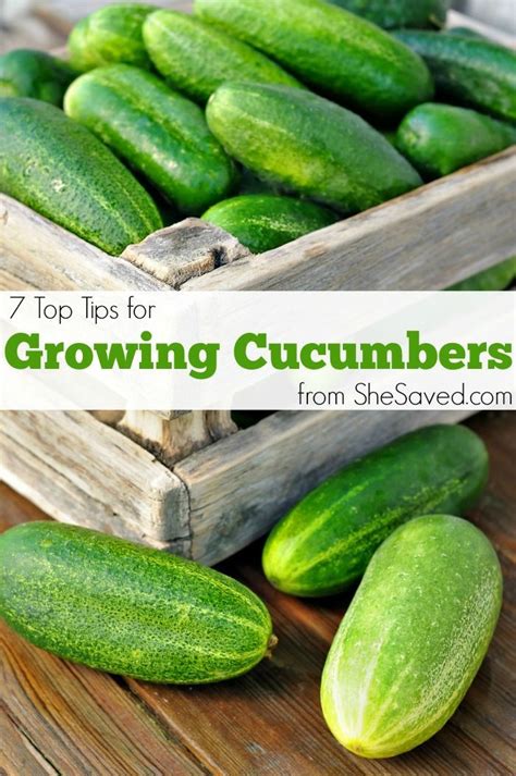 Tips For Growing Cucumbers In Your Own Garden Tuinieren Tips