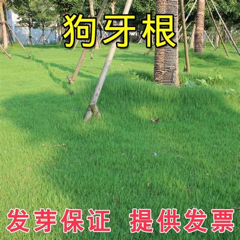 Lawn Seed Grass Seeds Slope Grass Seed Cynodon Dactylon Purpleflower