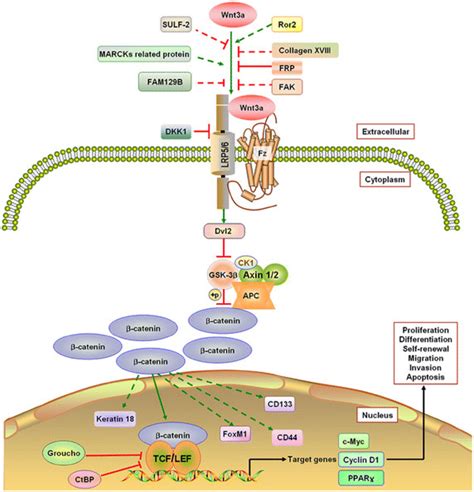 The Canonical Wnt3a Pathway SULF 2 Sulfatase 2 Ror2 An Orphan